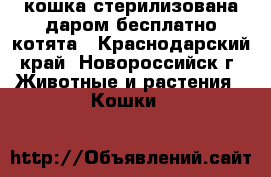 кошка стерилизована даром бесплатно котята - Краснодарский край, Новороссийск г. Животные и растения » Кошки   